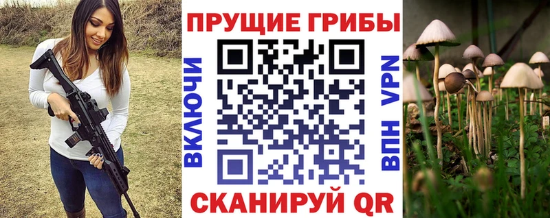 Псилоцибиновые грибы Psilocybe  где купить наркоту  Курган 